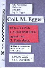 Etikette zu Cardiophorus eggeri (Platia, 2018) (NHMW-ZOO-COL-0006856)